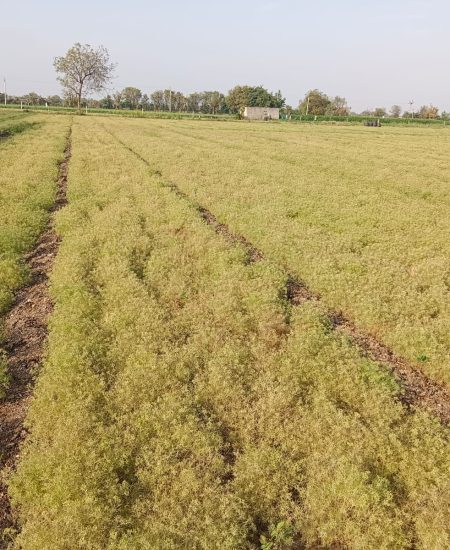 Agri-3 Cumin seed Crop